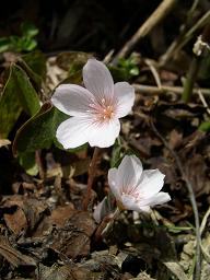 �~���}�J�^�o�~