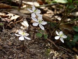 �o�C�J�I�E����