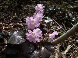 �g�N���J�\�E