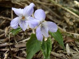 �V�n�C�X�~��