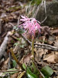 �V���E�W���E�o�J�}