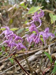 �g�L���C�J���\�E