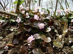 �g�N���J�\�E