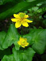 �����E�L���J