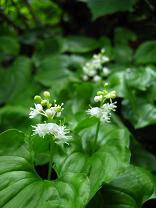 �}�C�d���\�E