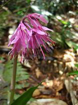 �V���E�W���E�o�J�}