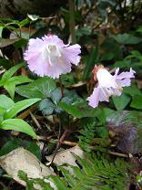 �g�N���J�\�E